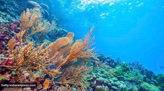 Great Nicobar coral translocation, Galathea Bay port project, Great Nicobar mega project, Indian Express news