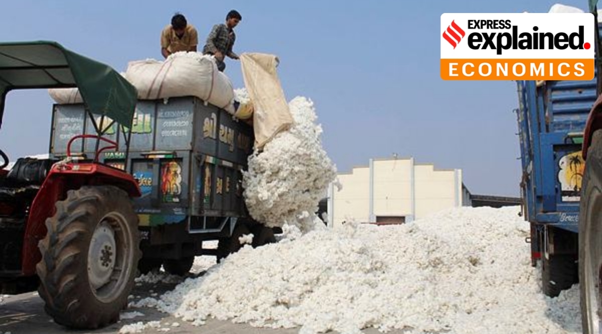 India's cotton exports are actually projected at 40 lb this year, down from the 78 lb of 2020-21. (File)