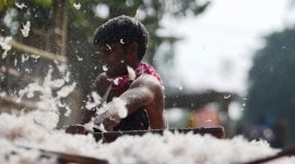 cotton export ban tirupur textile associattion