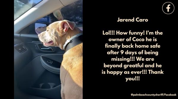 Dog hops in police car Florida, Dog gets in detective’s car Florida, Dog reunited with owners, Dog rescued, Dog reunited with owners video, Dog viral videos, Indian Express