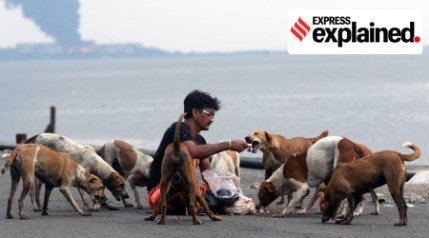 Citizens' right to feed stray dogs — now backed by HC, SC