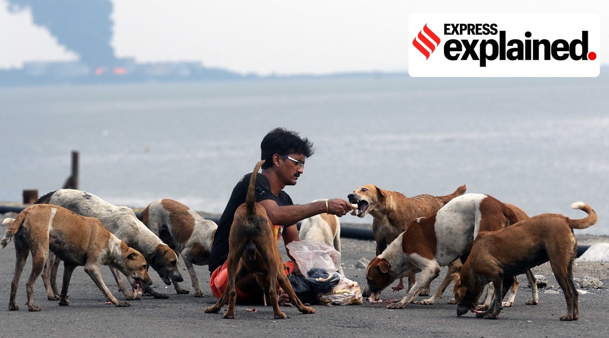 Dogs are fed at Sewri dock in Mumbai. (Express Photo: Ganesh Shirsekar, File)