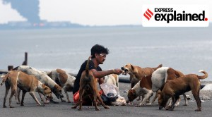 Explained: Citizens’ right to feed stray dogs, and the dogs’ right to food and water — now backed by Delhi HC and SC