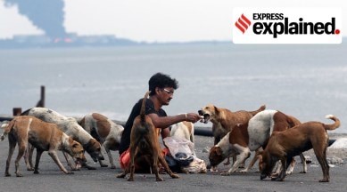 Dogs are fed at Sewri dock in Mumbai. (Express Photo: Ganesh Shirsekar, File)