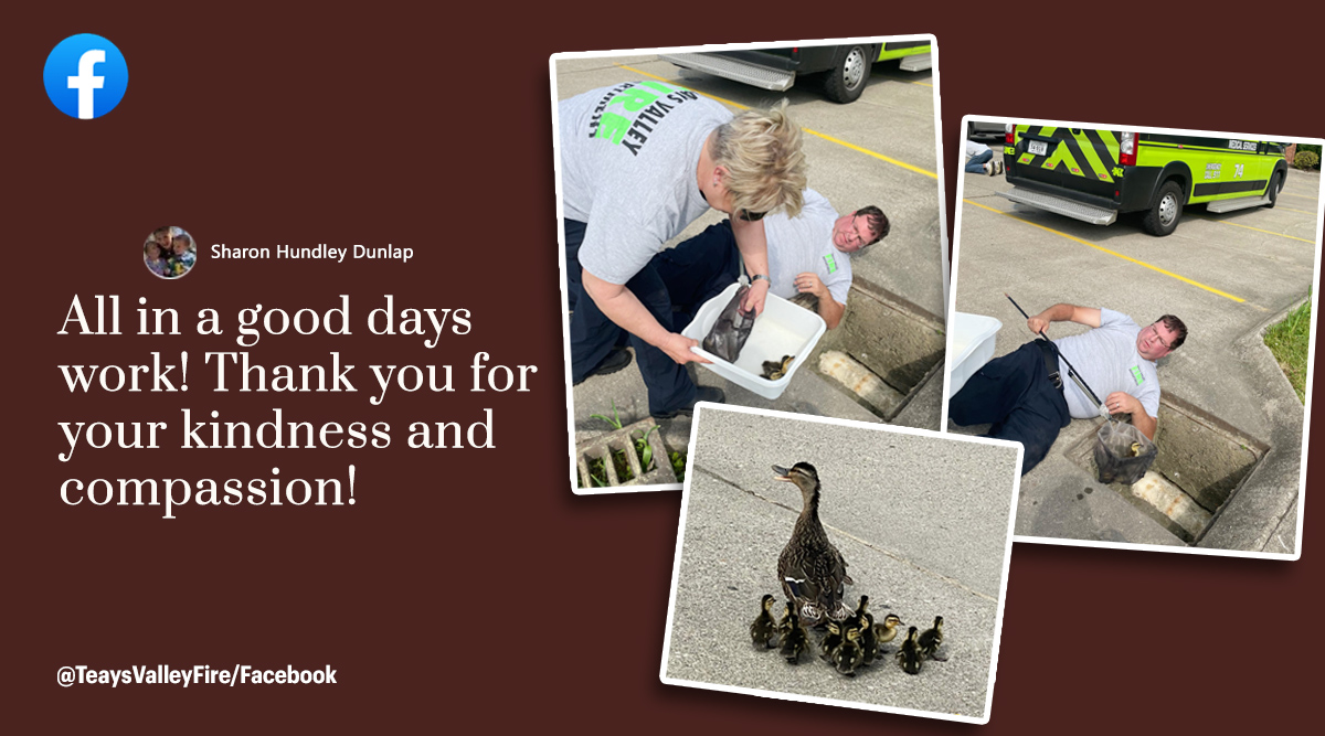 Firefighters rescue 11 ducklings from storm drain, post goes viral ...