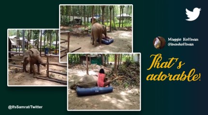 Watch: Baby elephant competes with the caretaker to lay on his mattress