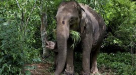 Gujarat elephant, Moti, Delhi HC on Moti elephant, Yamuna Nagar elephant, Gujarat’s Radha Krishan Temple Elephant Welfare Trust, Indian express