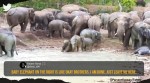 Elephants wallowing in mud, Elephants playing in mud and water, Viral elephant video, Indian Express