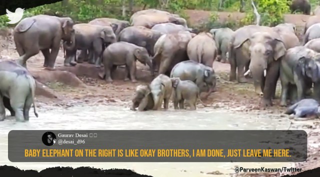 Elephants wallowing in mud, Elephants playing in mud and water, Viral elephant video, Indian Express