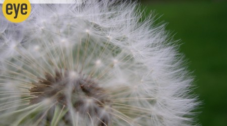 dandelion