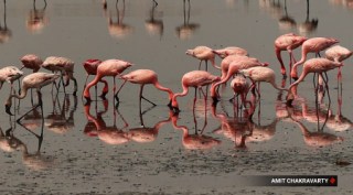 Flamingos paint Navi Mumbai pink in large numbers