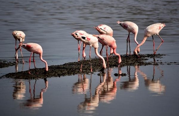 flamingos in mumbai