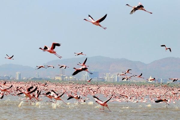 flamingos in mumbai