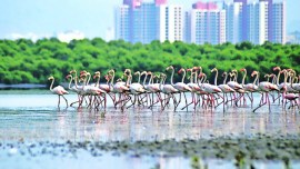 Mumbai: Greater flamingos paint MMR pink with record numbers this year