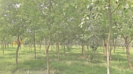 Delhi news, Delhi city news, New Delhi, India news, Indian Express News Service, Express News Service, Express News, Indian Express India News