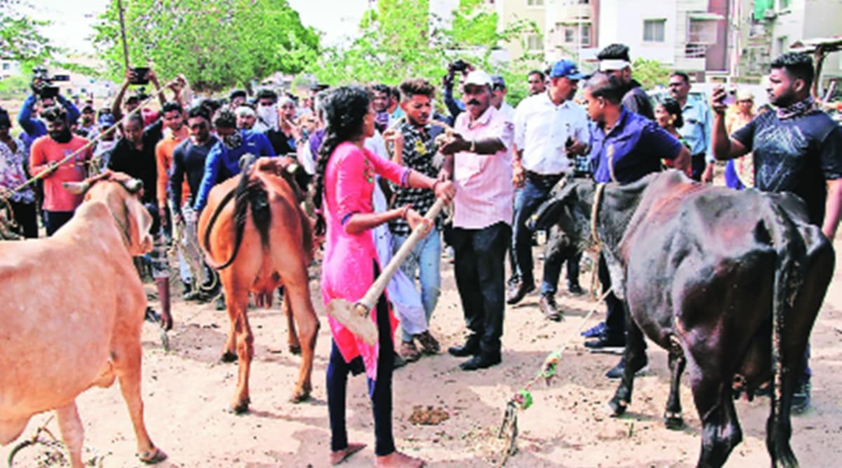 Confiscates 20 cows: Vadodara Municipal Corporation seals nine ‘illegal ...