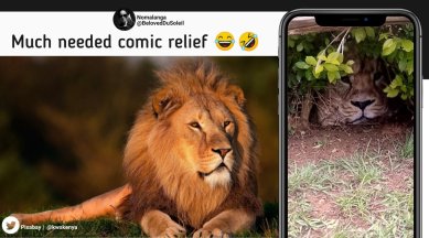 plastic bag mistaken for lion, lion hidding in bush turns out to be bag, false alarm lion printed bag, indian express, odd news