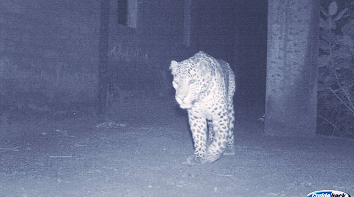 Three persons, including two women, were injured in three separate incidents of attacks by leopards in Pune district. (Representational image)