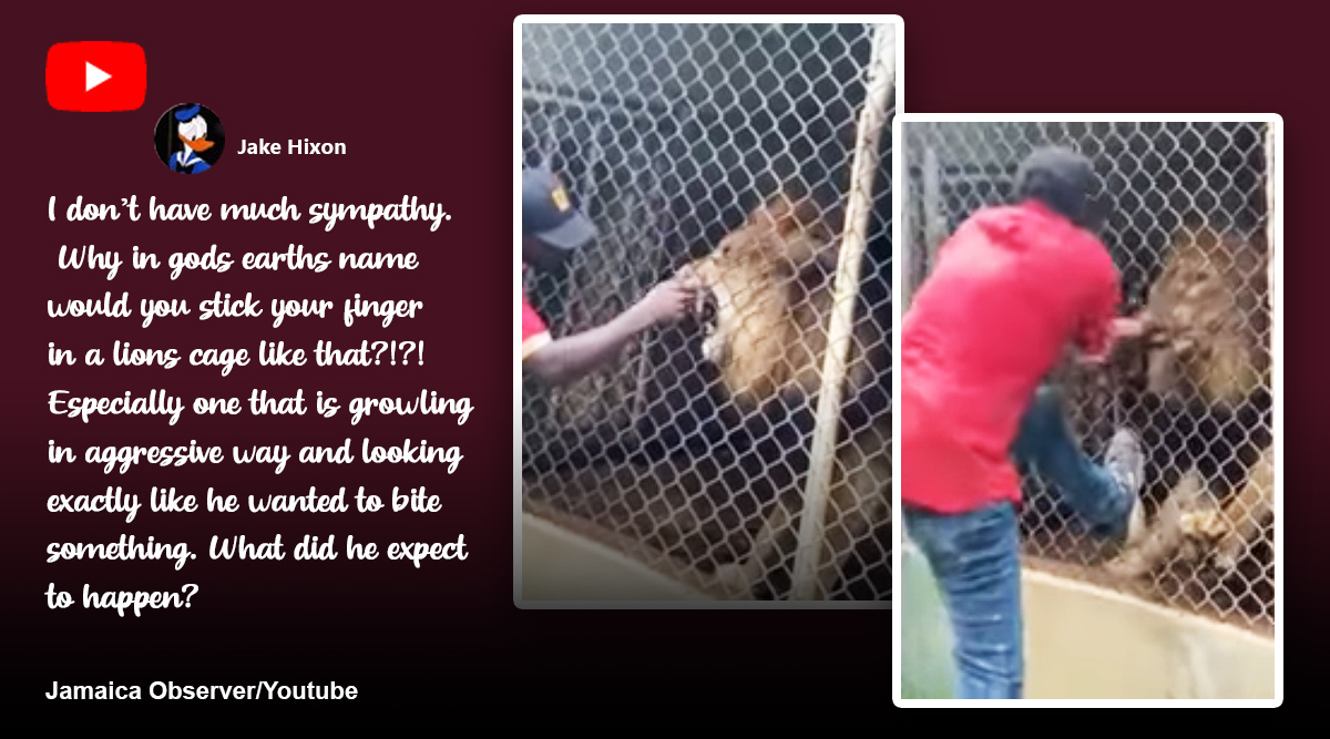 Capturado na câmera: Visitantes assistem a um leão em estado de choque quando morde o dedo de um homem no zoológico da Jamaica