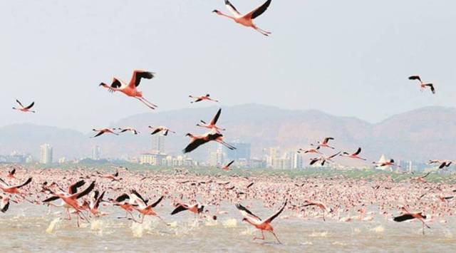 Global bird populations have steadily declined for the last three decades. (File)