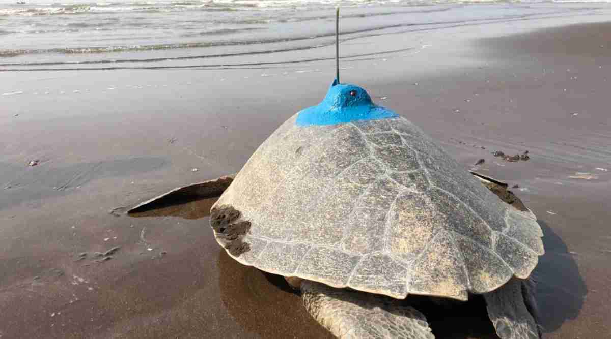 Maharashtra First Olive Ridley turtle satellitetagged on state coast