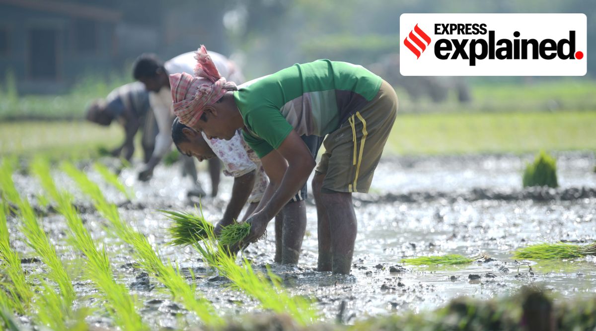 In traditional sowing from the day of transplanting till the crop turns 35-40 days fields are kept under flood-like conditions. (Express Photo/File)