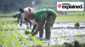 Explained: How SRI method of sowing paddy saves 15-20% water, gives better yield