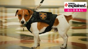 Explained: Who is Patron, the little four-legged warrior honoured by Ukraine’s President Zelenskyy?