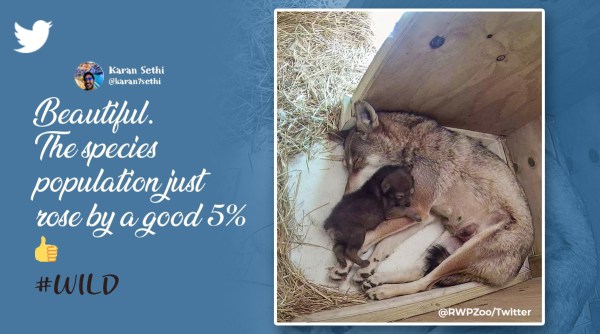 Rare red wolf born, Rare red wolf born in US zoo, Roger Williams Park Zoo red wolf, rare almost extinct wolf born, Indian Express