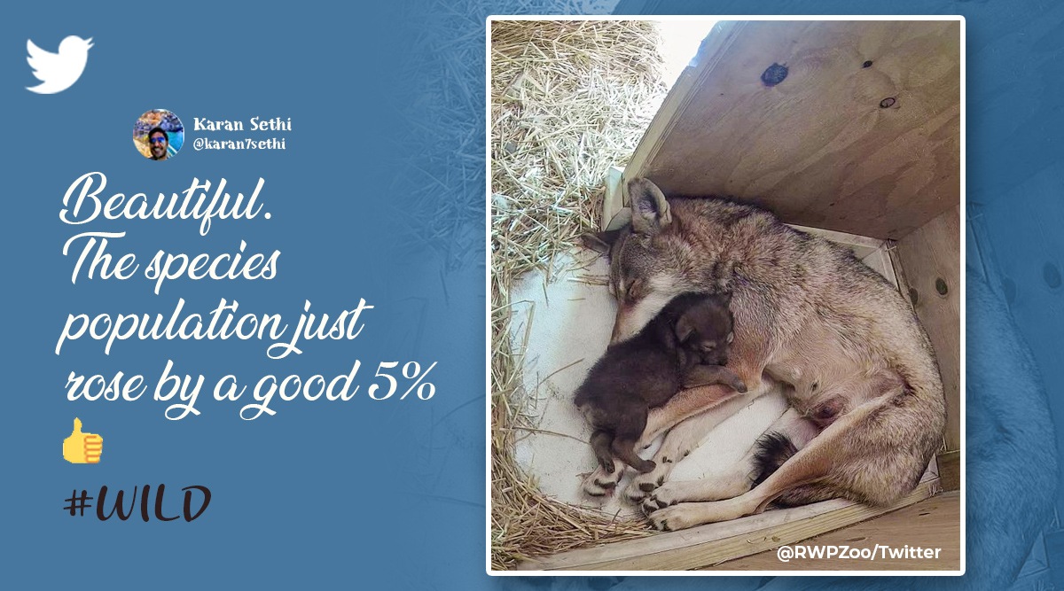 Rare red wolf born, Rare red wolf born in US zoo, Roger Williams Park Zoo red wolf, rare almost extinct wolf born, Indian Express