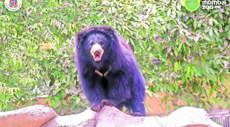 mumbai byculla zoo sloth bear shiva