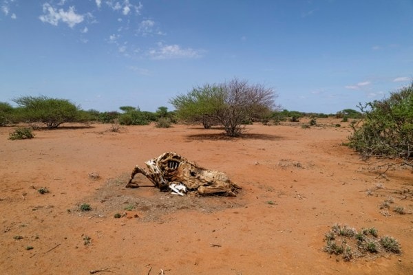 somalia elecciones nuevo presidente