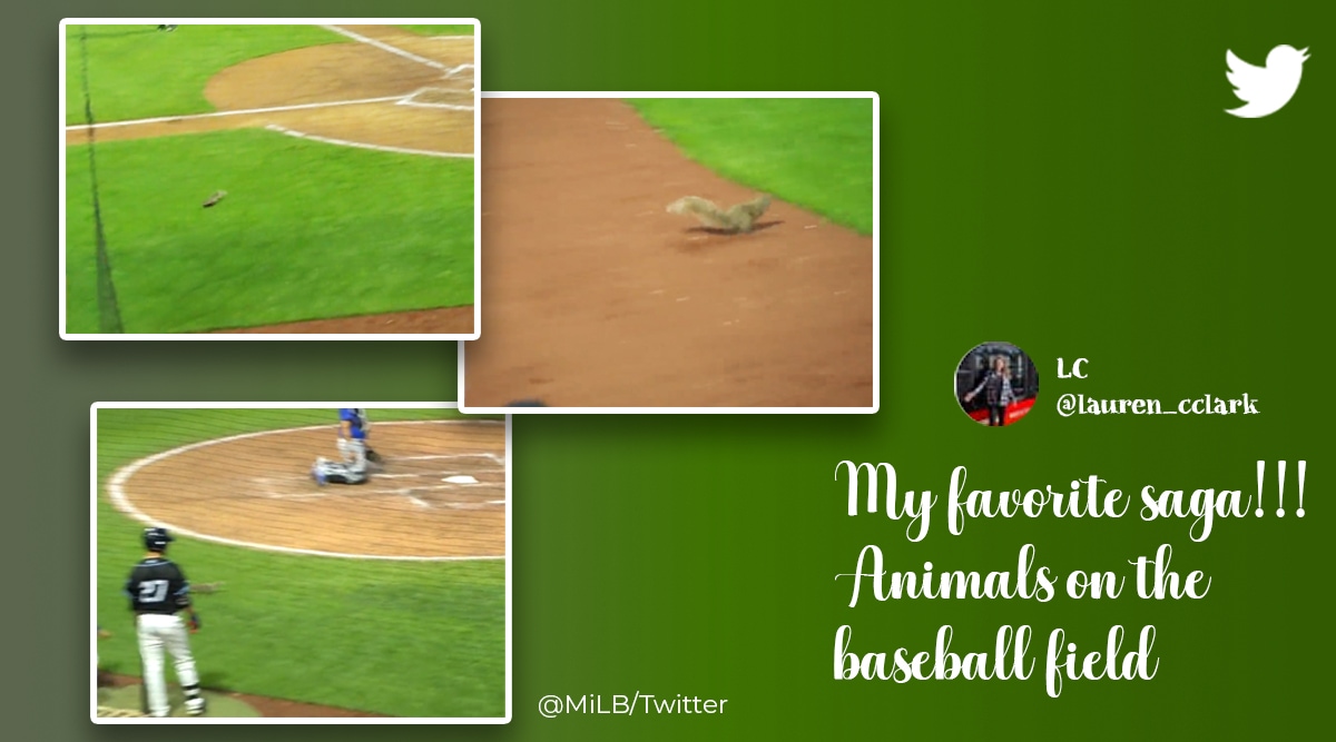 Squirrel interrupts baseball game, Squirrel pitch invasion, animal pitch invasion, squirrel Columbus Clippers vs Buffalo Bisons, Columbus Clippers vs Buffalo Bisons, Indian Express