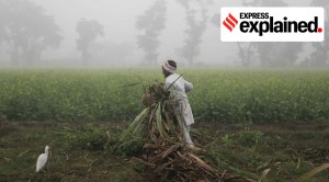 Explained: How Maharashtra overtook UP to re-emerge as top sugar producer