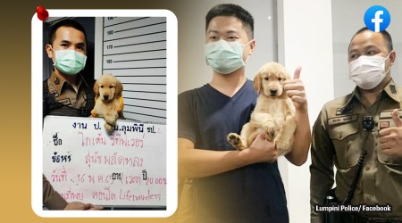 bangkok police arrest lost puppy, puupy lost charged by thai police, puppy mugshot, lumpini police golden retriever puppy mugshot, indian express