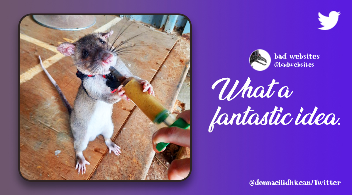 Rats rescue mission, Rats trained for search and rescue, APOPO rats training rescue mission, Indian Express