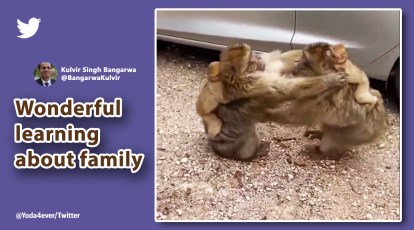 Watch: Monkeys embrace during touching reunion, netizens say 'how human' | Trending News,The Indian Express Watch: Monkeys embrace during touching reunion, netizens say 'how human' | Trending News,The Indian Express