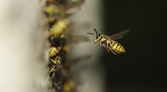 wasps foil suicide plan, wasps stop woman kerala suicide, wasps attack woman attempting suicide, odd news, indian express