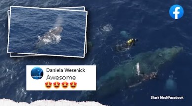 whale rescue, whale trapped in fishing net, whale, humpback whale, Spain, whale video, indian express