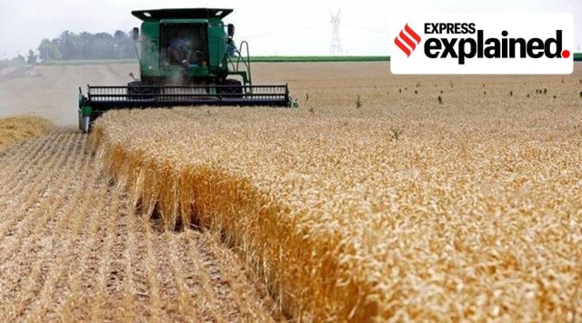 Explained: What is ‘storage gain’ in wheat, and why Punjab procurement ...