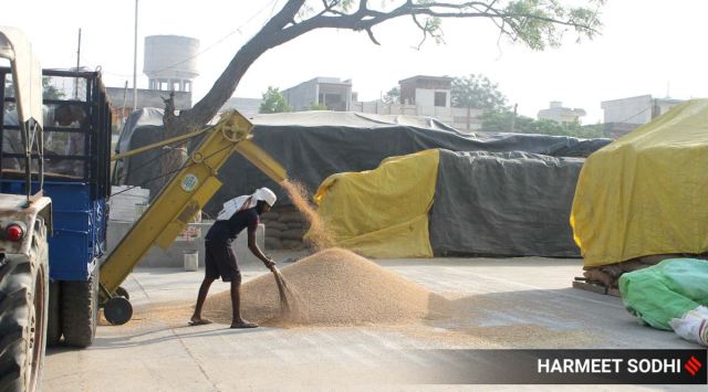 A labourer cleans and dries wheat at a grain market in Patiala. (Express Photo: Harmeet Sodhi)