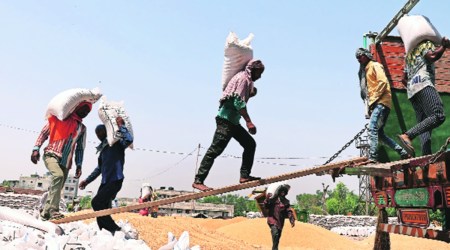 Punjab wheat mandi purchases hit 15-year high, but farmers struggle to recover costs