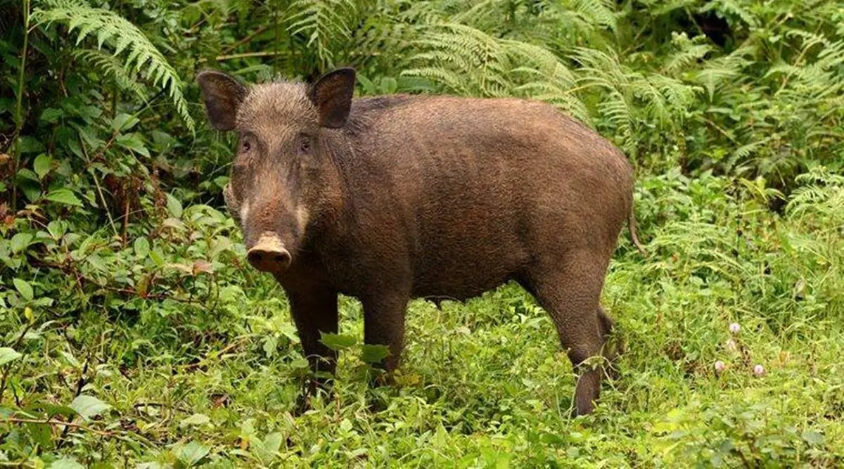 Local bodies authorised to kill wild boars in Kerala | Cities News,The  Indian Express