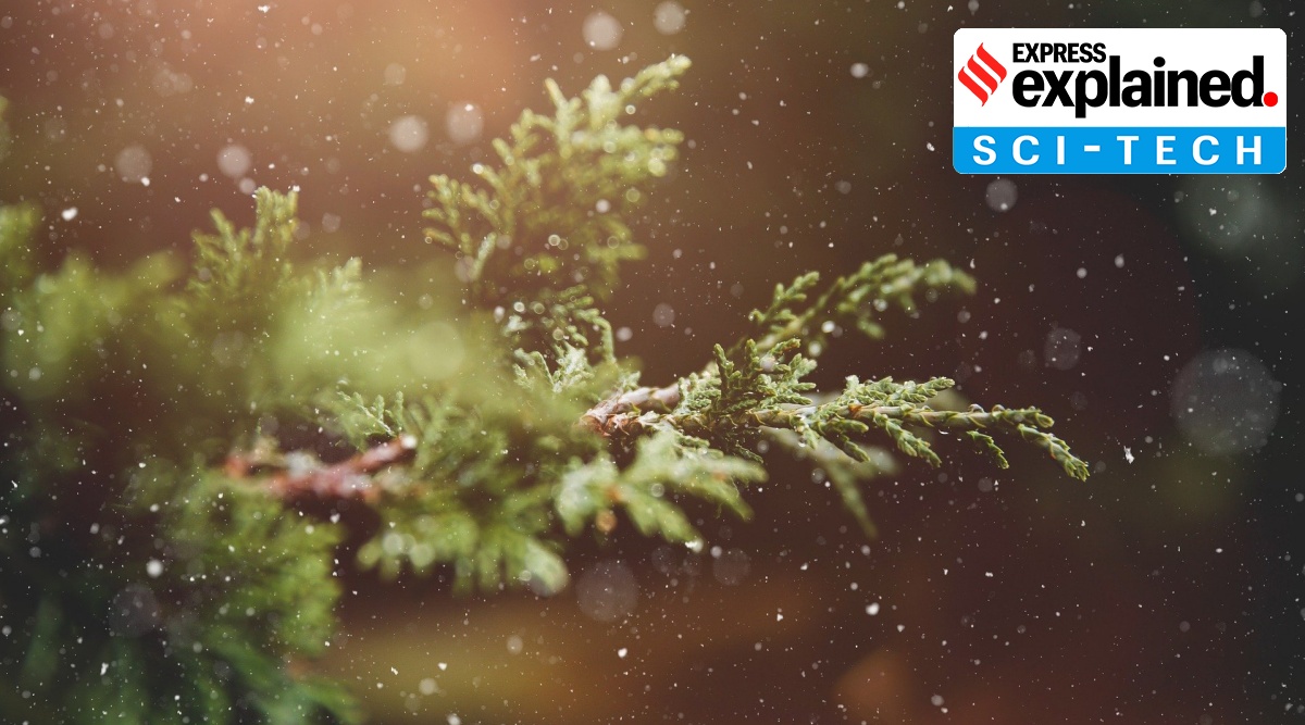 Phytoremediation refers to the usage of “hyperaccumulator” plants to absorb the toxic materials present in the soil and accumulate in their living tissue. (Representational image: Pixabay)