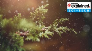 Explained: How scientists plan to use plants to remove toxic metals from soil