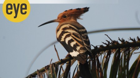 The genteel hoopoe clad in salmon and zebra-stripes has been missing in action (Credit: Ranjit Lal)