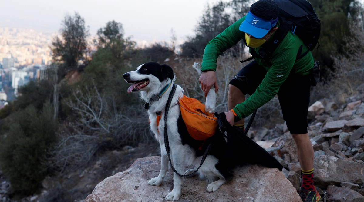 Limpian basura verde de peleas de perros superhéroes en Chile