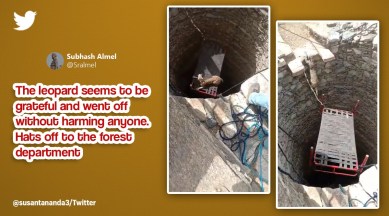 leopard rescue from well, leopard rescue, leopard video, Mohenjo Daro Harrapan, leopard in well, indian express