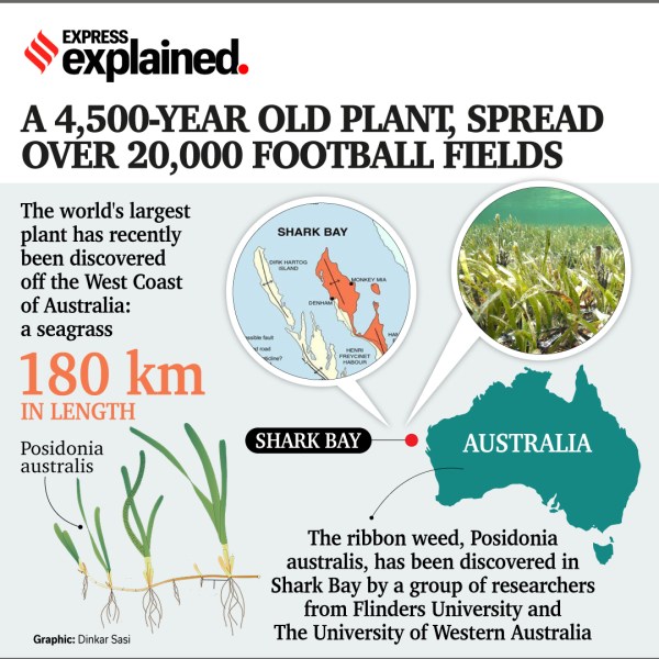 Explained: Which is the largest plant in the world, spread over 20,000 football fields? | Explained News,The Indian Express