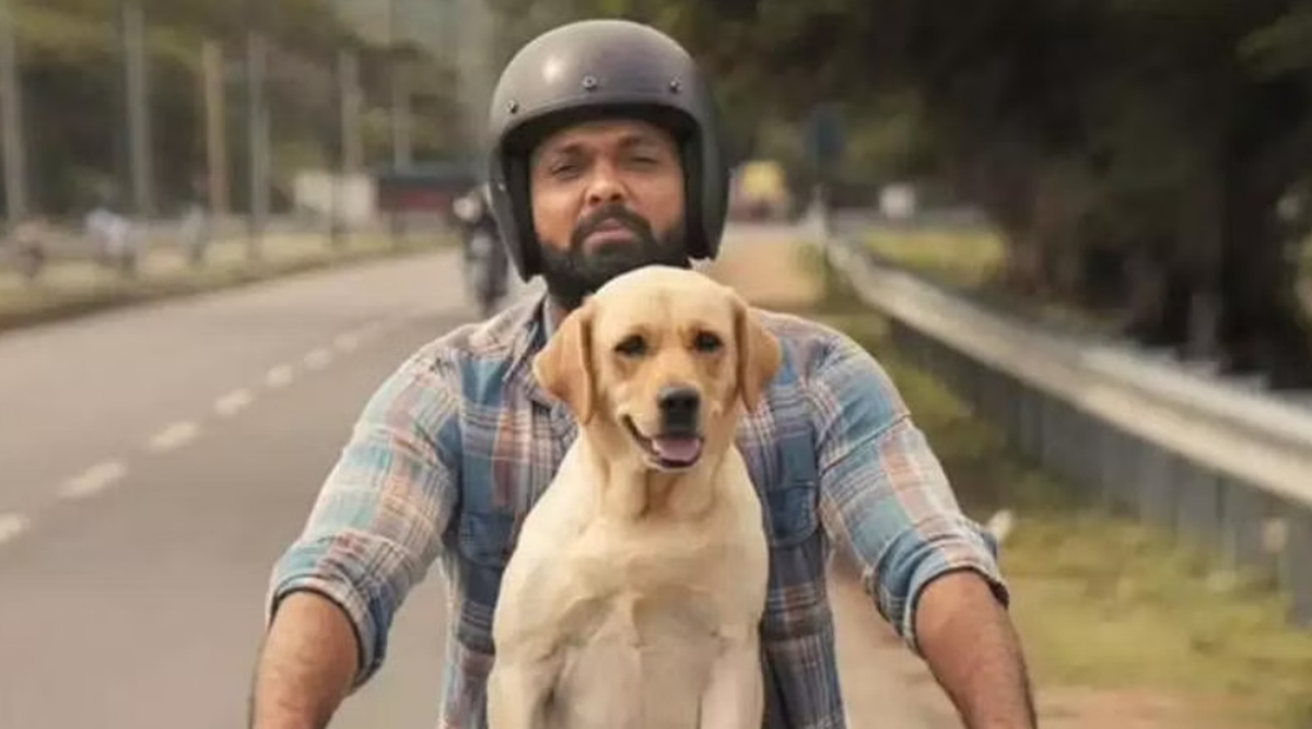 777 Charlie review: An adorable canine star steals hearts in this Rakshit  Shetty movie | Entertainment News,The Indian Express